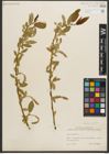 Foto von Salix triandra L.
